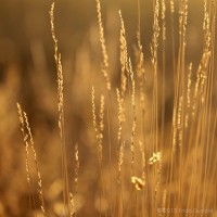 /album/galerie-de-photos-galerie-photos/frida-dumont-img-0242-jpg/